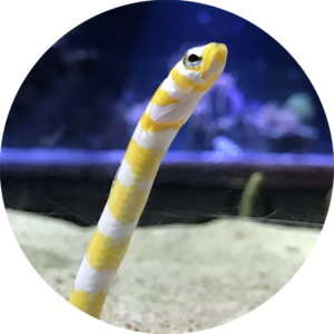 チンアナゴの写真